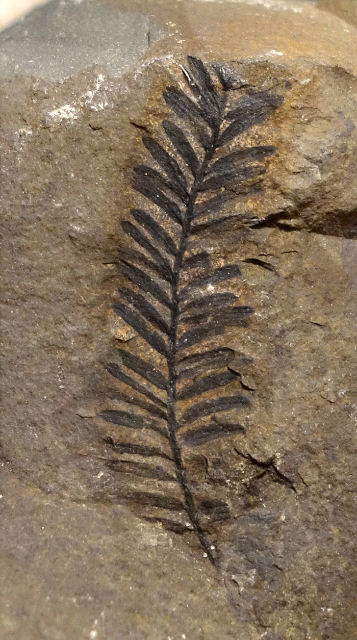 Побег секвойи. Поздний мел, Чукотка.