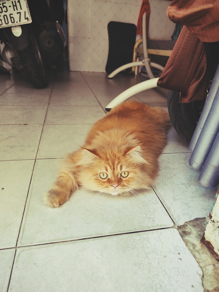 ����� ���������