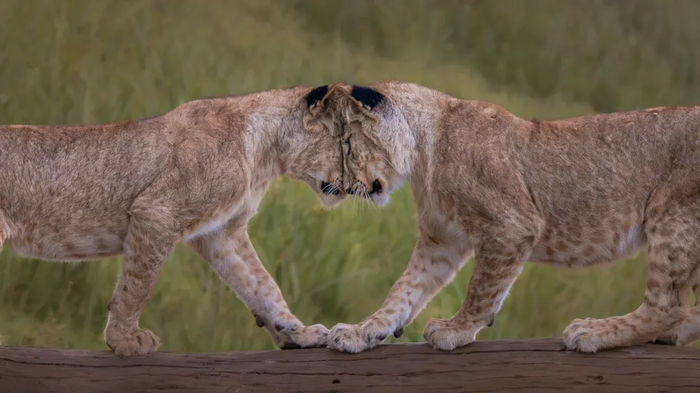 ������� �� ������