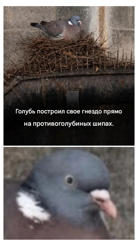 Вяхири часто селятся рядом с людьми, но в отличие от обычных городских голубей обычно более осторожны. Здесь он, устроился максимально иронично.