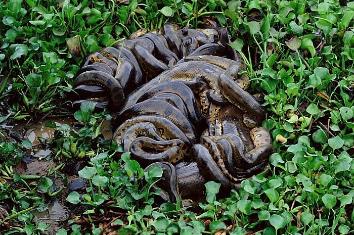 Выглядит эта вакханалия, как мерзкое биомесиво.