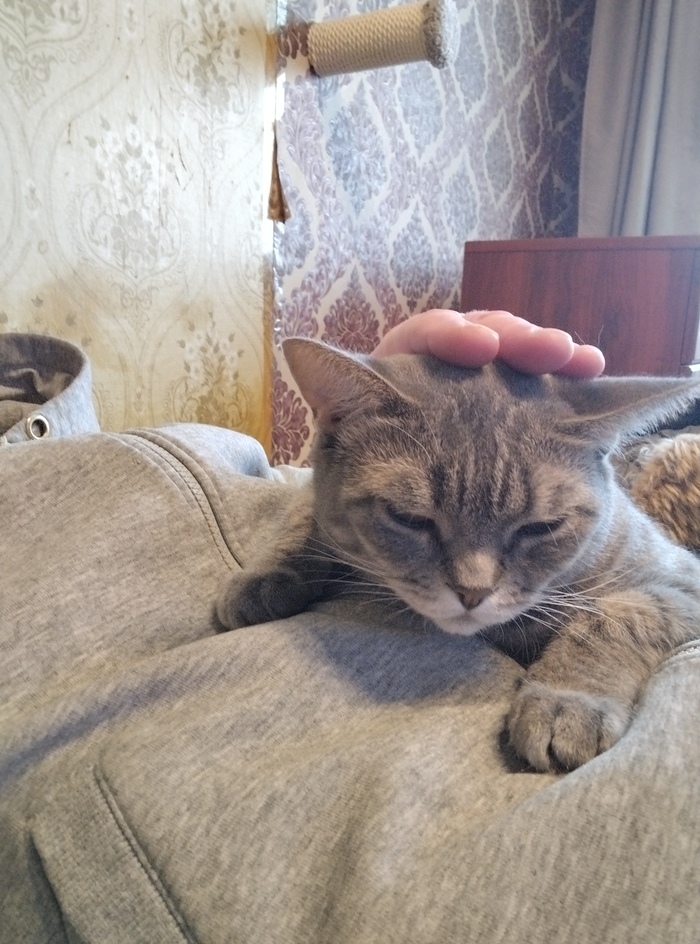 Тот самый редкий и потому дорогой момент, когда кошка приходит сама и требует ласку.