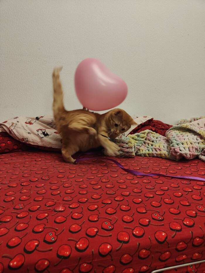 Привет из дома от Макса, найденного на трассе в лесу зимой. Теперь он живет в семье пикабушницы