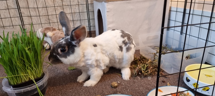 ����, 1.2 ����