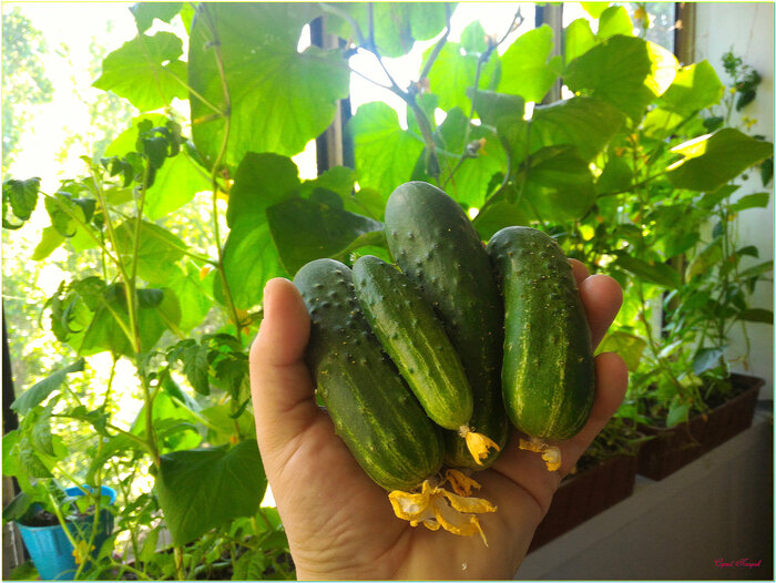 ���������