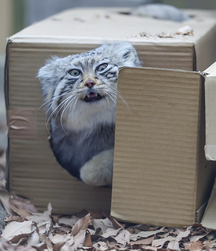 Пятничное выражение мордашки