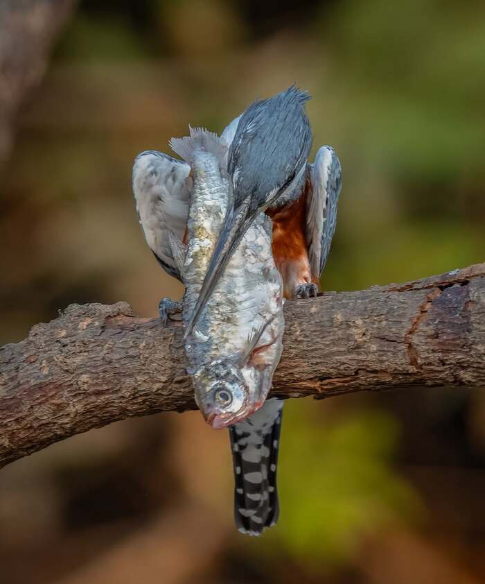 ����������� ���������