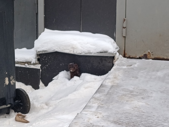 ����������� �������