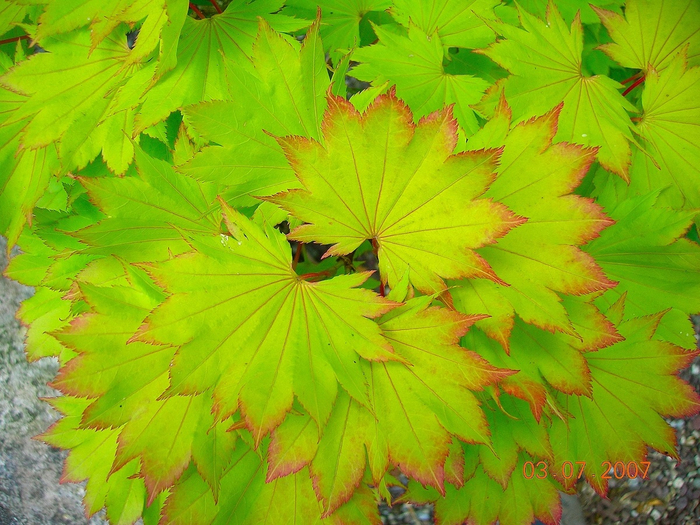 А это клён Ширасавы.