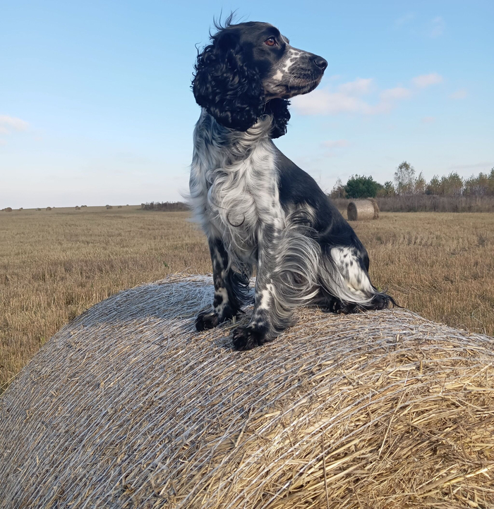 Фото из интернета, своих не сохранилось, но очень похожа))