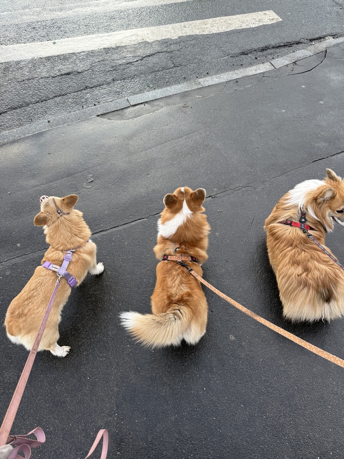 Три булки (люкс)