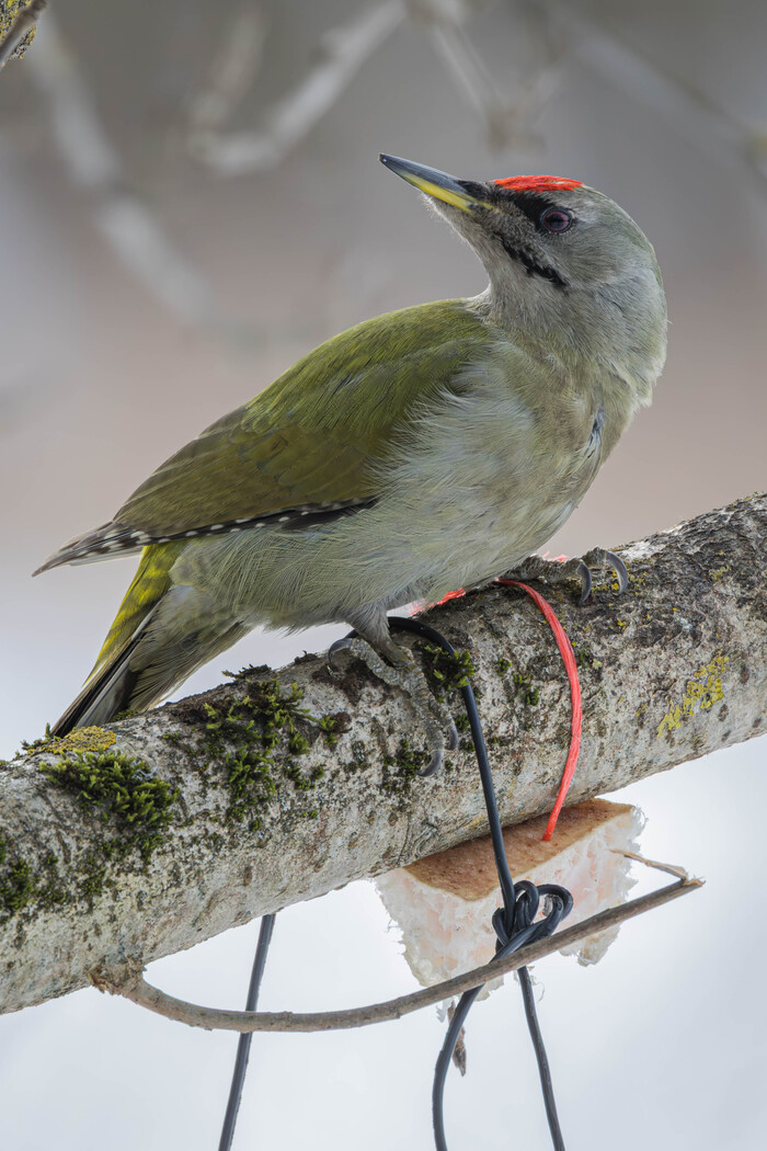 (���� �� ���� ��� ������� ��������)