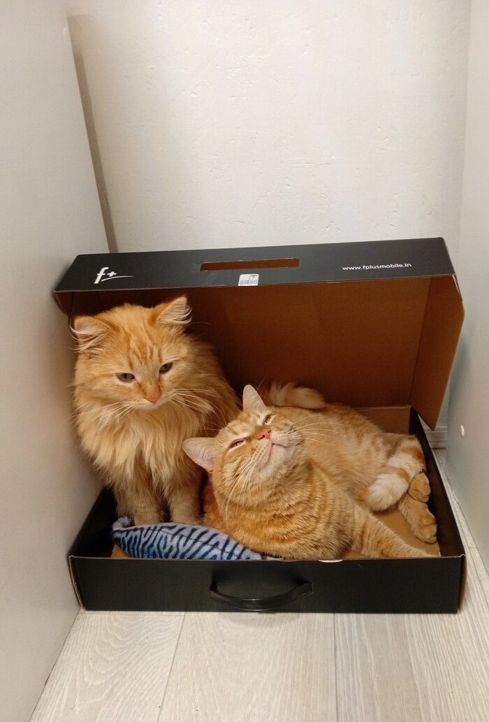 Купили ноутбук...коробке коты поставили 10 звёзд из пяти