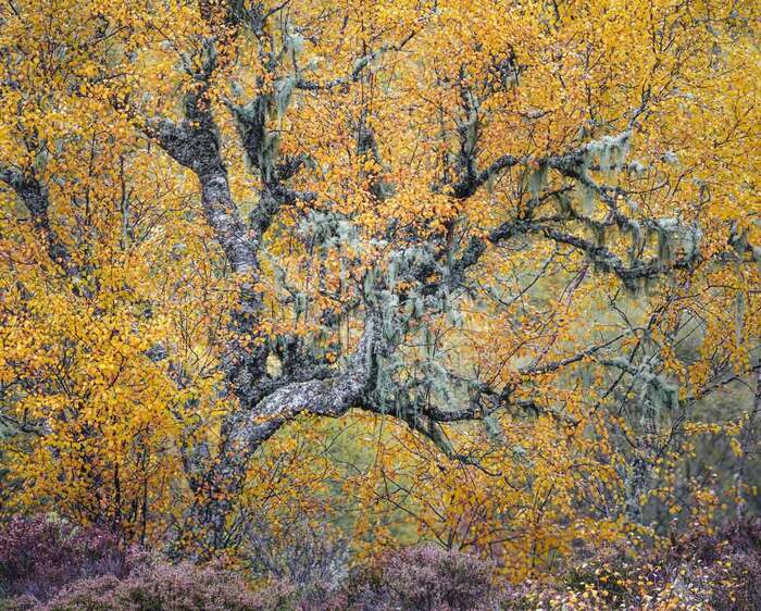 Победитель в категории "Растения и грибы". Покрытое лишайником дерево в Глен Аффрик, Шотландия.//Фото: Duncan Wood/World Nature Photography awards