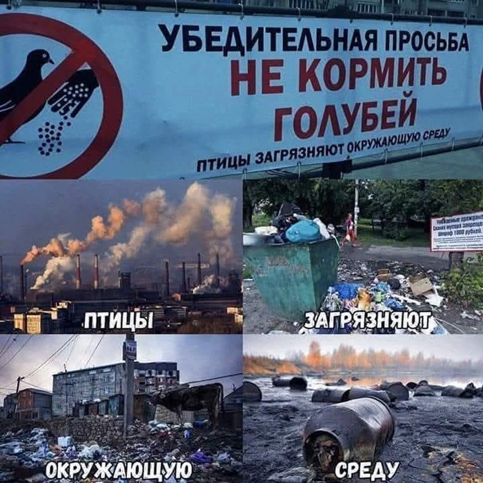 Голуби загрязняют?