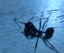 ��� �������