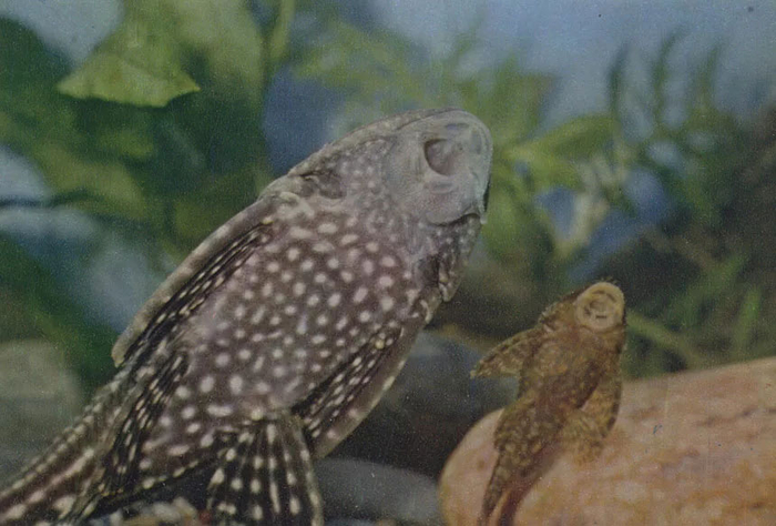 На этом фото птеригоплихт и анциструс в возрасте около года. Петригоплихт около 14 см, анциструс – около 6 см.