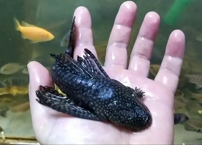 Анциструс взрослый.