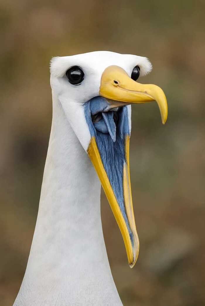 Забавное фото волнистого альбатроса!