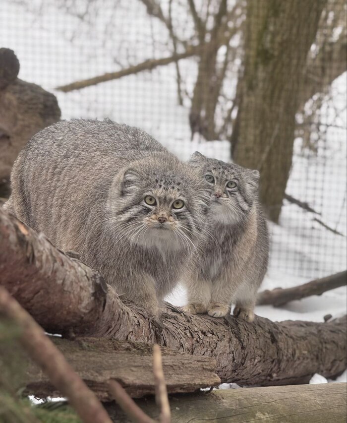 ������� �������