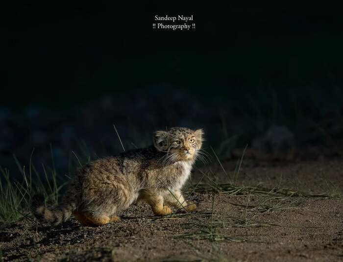 Ночная прогулка