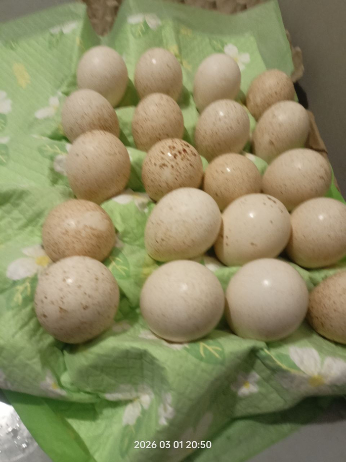 помыли и положили на пеленочку обсохнуть