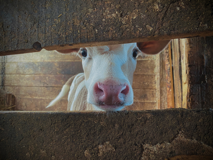 ����� �������� �������� � ���������� <!--noindex--><a href="https://pikabu.ru/story/derevenskiy_vayb_korovki_zabavnyie_13749893?u=http%3A%2F%2Ffoto-27.ru&t=foto-27.ru&h=c4dc76c26257bb313f0b0a64ab74262f5d50ea62" title="http://foto-27.ru" target="_blank" rel="nofollow noopener">foto-27.ru</a><!--/noindex-->