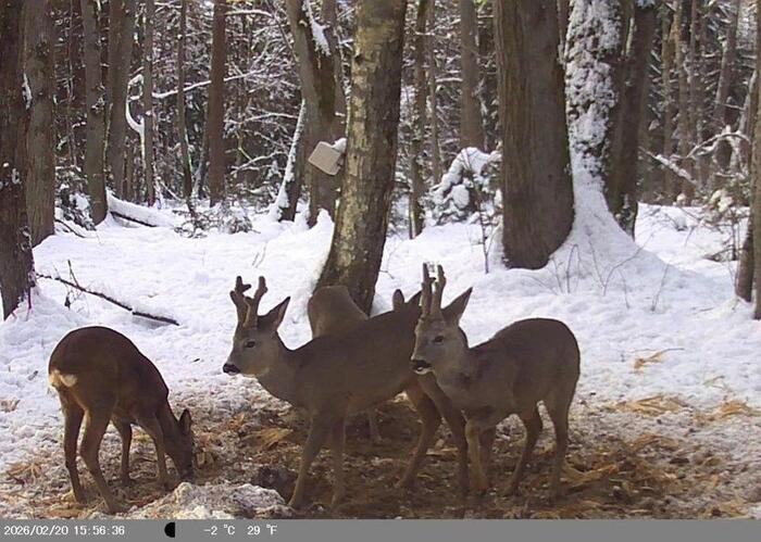 ����� �������� ������� �� ������ ��� ��� � ����: ��������� �� ������������ ������������, ����� ������ ������