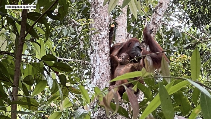 Орангутаны Калимантана в парке Таджунг Путинг