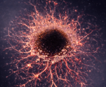 ������� ������������ � ������������� �����