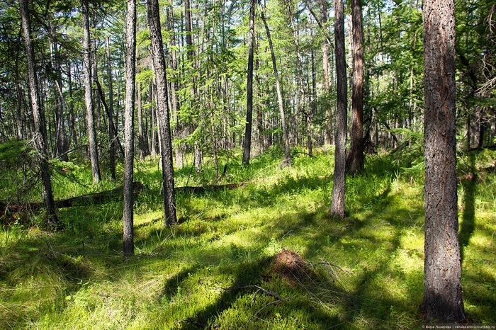 ������� �������. ����: ���� �������� 