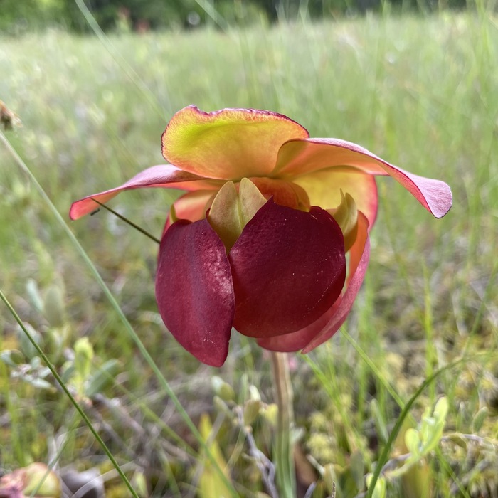 ������ ���������� ���������. ���� �������. ���� � ����� <!--noindex--><a href="https://pikabu.ru/story/khishchnyie_sarratseniya_13755413?u=http%3A%2F%2Finaturalist.org&t=inaturalist.org&h=36da29dc9fa38f53878b53b1ea8a2c5941d0e9cc" title="http://inaturalist.org" target="_blank" rel="nofollow noopener">inaturalist.org</a><!--/noindex-->.