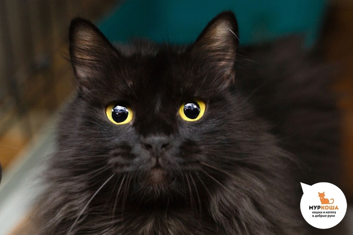 ��� �����, 4 ����, ��������.