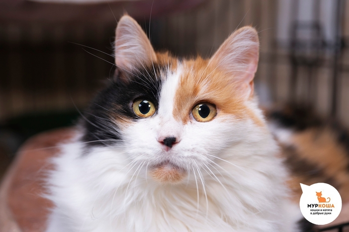 ����� �����, 10 ���, ��������. � ���� �������� ��������� ���������� �������� � �������� �������.