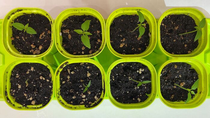 ����� "�������������"