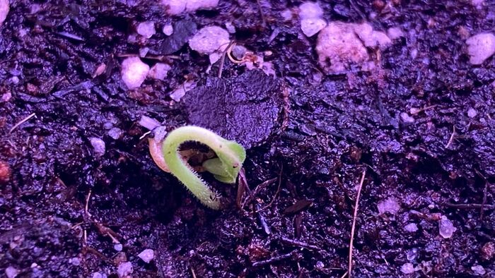 �������, ���������!