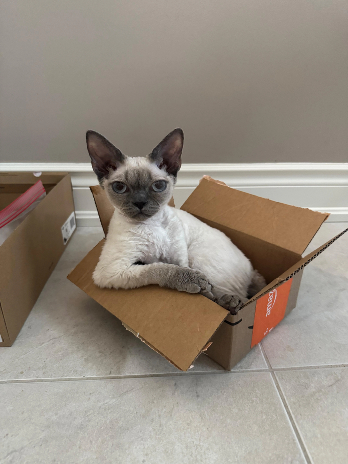 Я - кот, это - коробка! Вопросы?