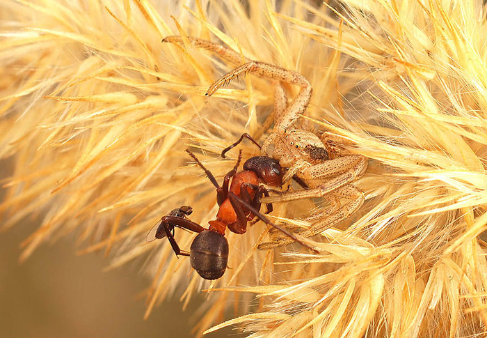 �� ���������� ���� �������