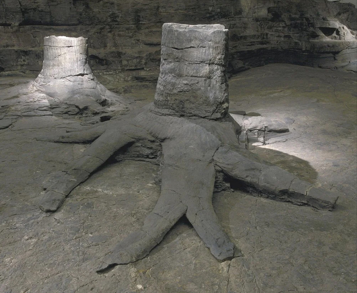 ������� ��������������� �� �����������. ���� � ����� <!--noindex--><a href="https://pikabu.ru/story/muzey_pney_lepidodendronov_13758746?u=http%3A%2F%2Fstoriesofpeopleandtrees.com&t=storiesofpeopleandtrees.com&h=4413ffdcc4320026e3adc7658b4bfd7f42c6d531" title="http://storiesofpeopleandtrees.com" target="_blank" rel="nofollow noopener">storiesofpeopleandtrees.com</a><!--/noindex-->.