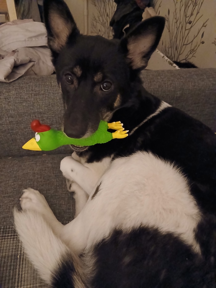 ������ ���������