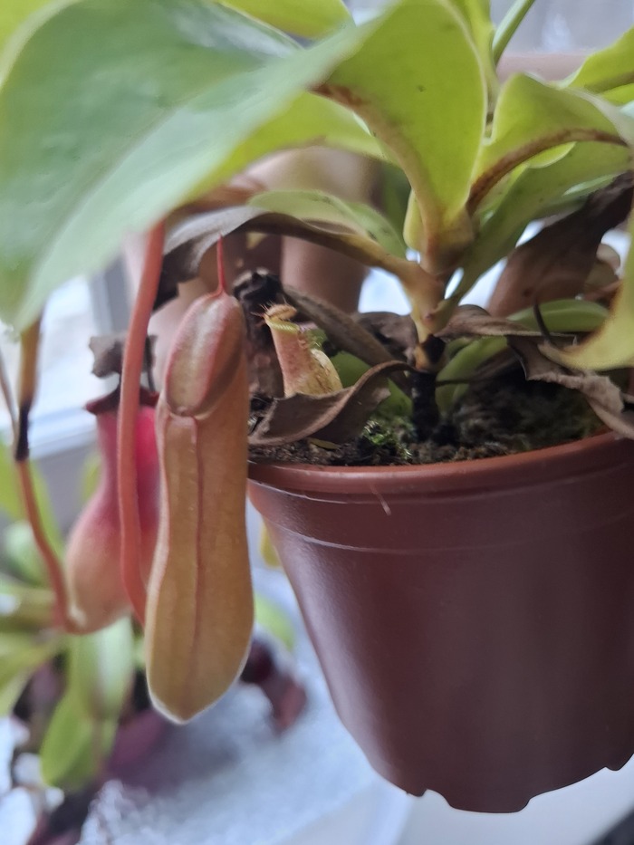 ������ ��