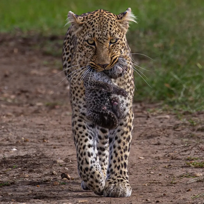 Перевозка грузов. Ценных