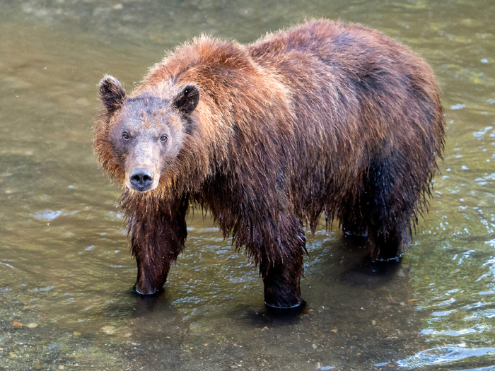 ���������� ����� �������. ������ �� ����� ������ ��-�� ���������� �������.