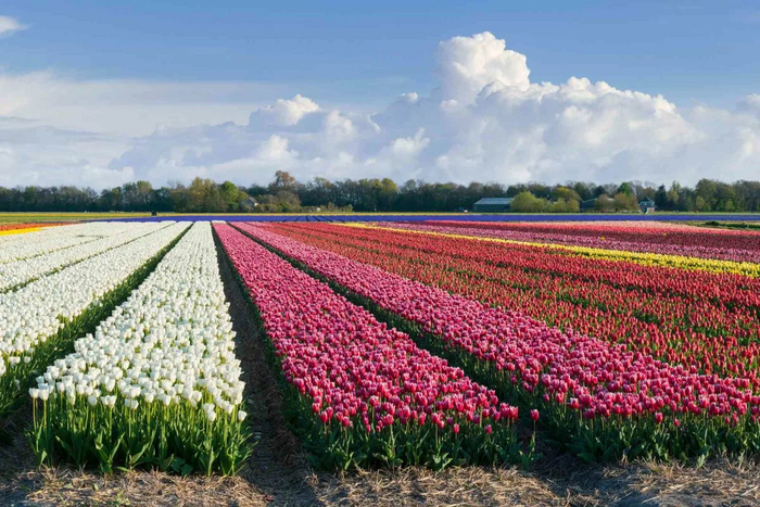 ����������� ��������� � ��������� 