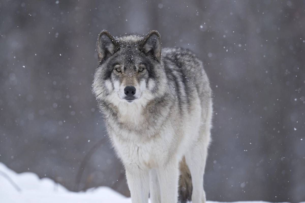 Wolf invasion in the Moscow region - Series Canids, Wolf, Moscow region, Invasion, Shooting, Negative, Life safety, Predatory animals, Dangerous animals, Canines, Wild animals, Telegram (link)