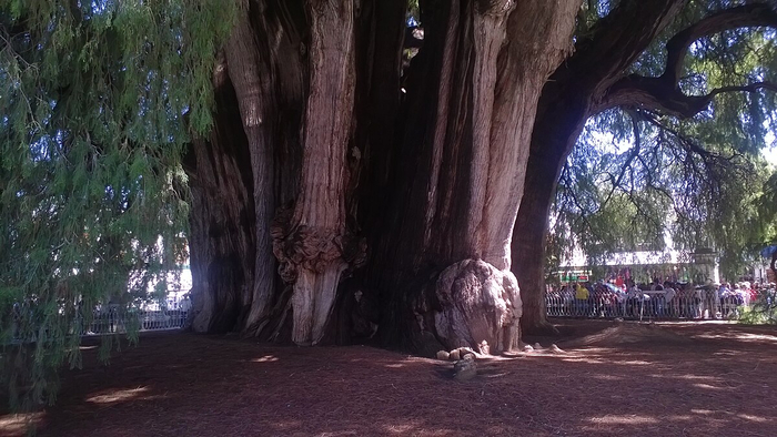 ������ ���� � �������.