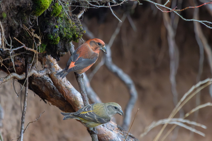 ������ �����, ����� �������.