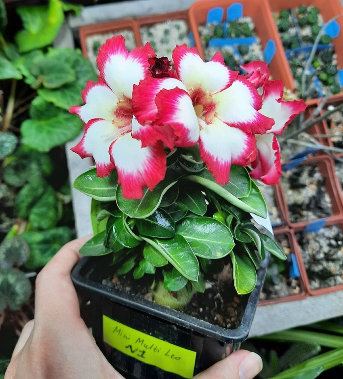 ���� �� ����� ���