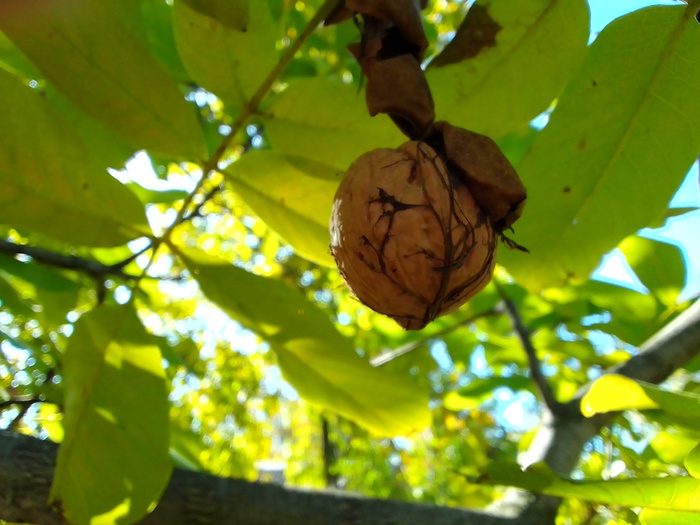 ������ ����������. ������� �����