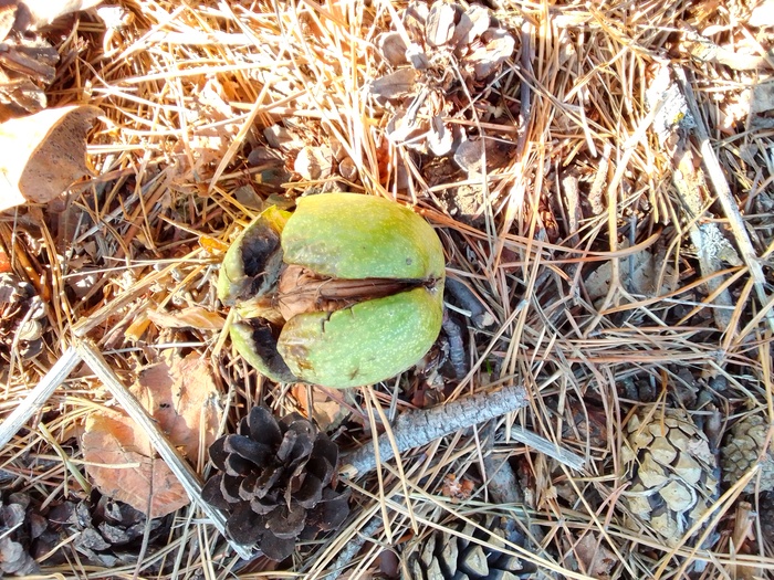 ������ ����������. ������� �����